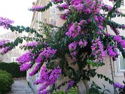 18 Veli rat bougainvilliers